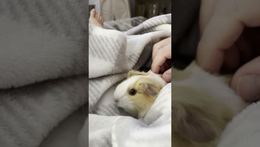 mr meeples guinea pig